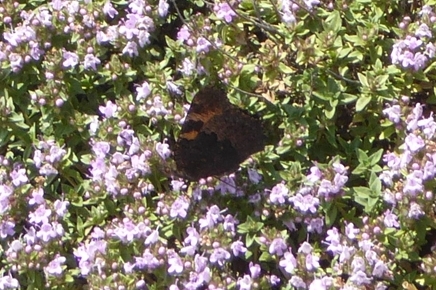 3 Diurna , Aglais ichnusa